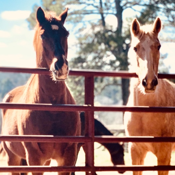 Meet your Posher, Amber n. - Picture 1 of 1